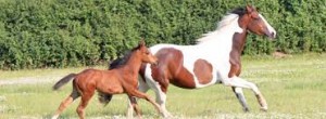 reproduction mare & foal